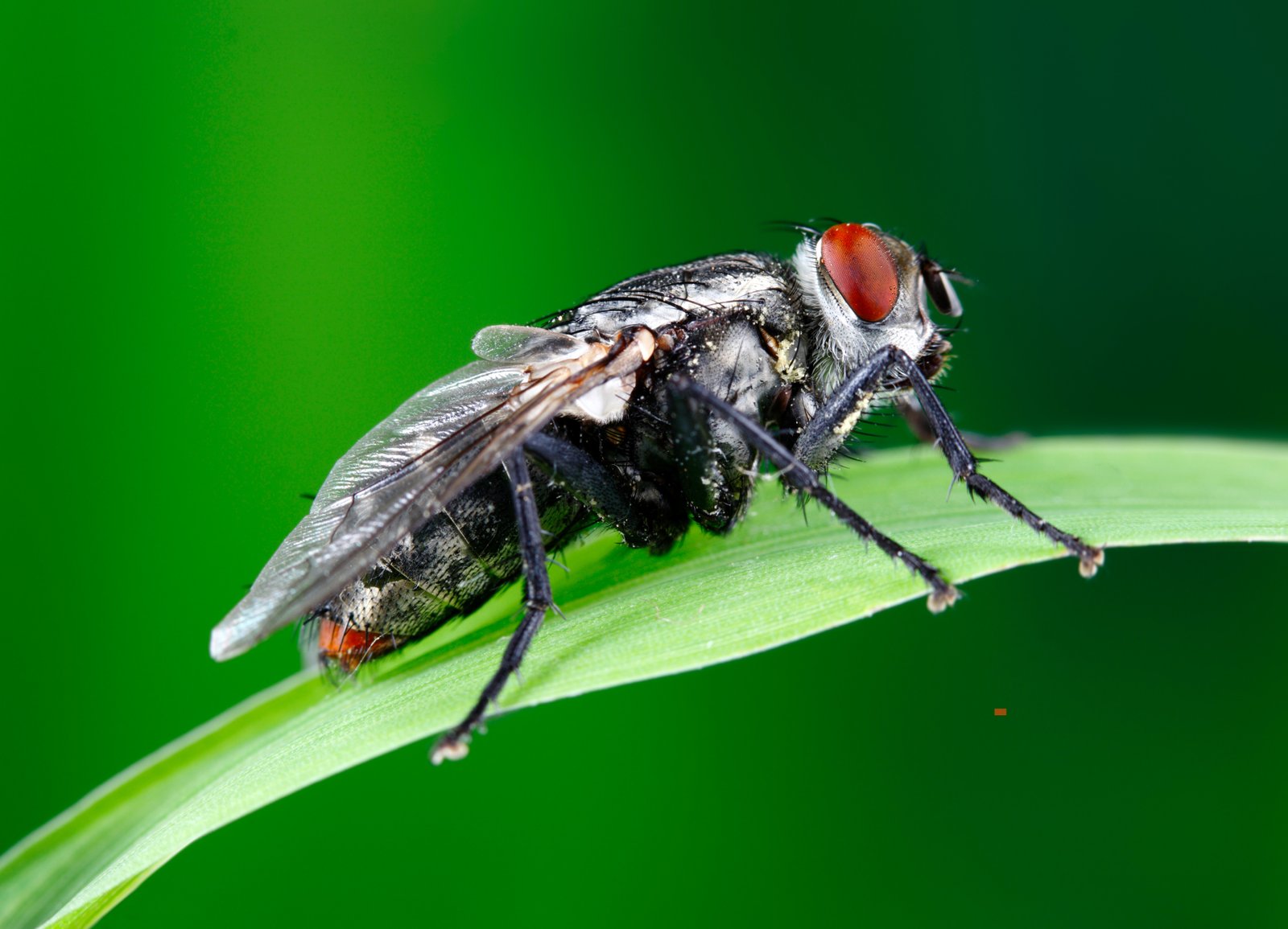 Flies Control